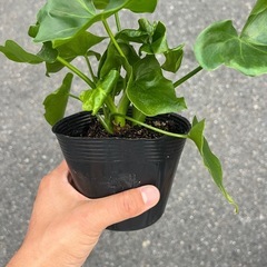セロームスーパーアトムの画像
