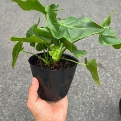 セロームスーパーアトムの画像
