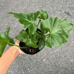 セロームスーパーアトムの画像