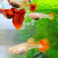 RREAフルレッドグッピー稚魚20匹の画像