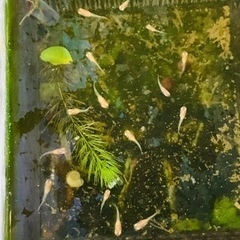 RREAフルレッドグッピー稚魚20匹の画像