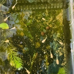 RREAフルレッドグッピー稚魚20匹の画像