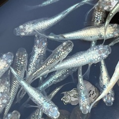 🐟めだか🐟レックウザ1ペア2匹　メダカの画像