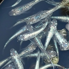 🐟めだか🐟レックウザ1ペア2匹　メダカの画像