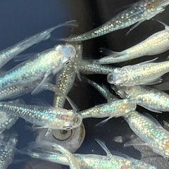 🐟めだか🐟レックウザ1ペア2匹　メダカの画像
