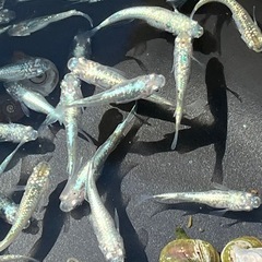 🐟めだか🐟レックウザ1ペア2匹　メダカの画像
