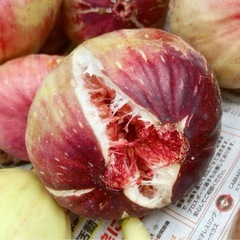 美味しいイチジクの挿木　(切り枝)の画像