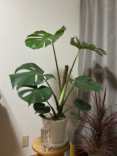 観葉植物　モンステラ　アダンソニー