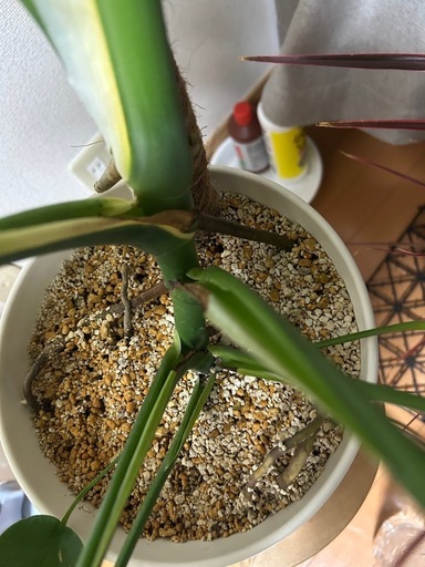 観葉植物　モンステラ　アダンソニー