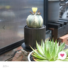 (2個セット) 陶器(美濃焼) 植木鉢、鉢カバー、プランタの画像