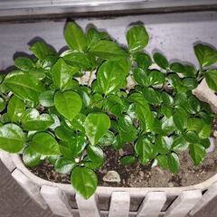 パッションフルーツ苗　残りわずかの画像