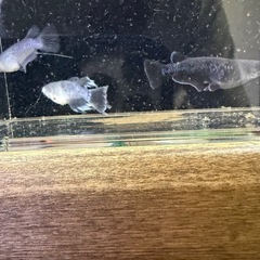 最新品種‼️ 高級メダカ　デーモン　若魚　1匹 1000円の画像