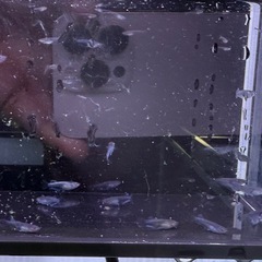 最新品種‼️ 高級メダカ　デーモン　若魚　1匹 1000円の画像