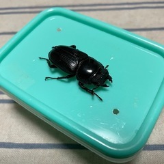 オオクワガタ能勢産YGペアの画像