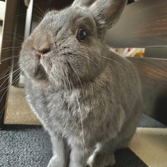 うさぎの里親募集