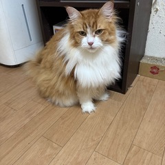 メインクーン　♀