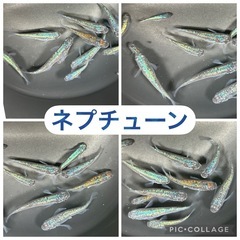 屋外育ちメダカ格安！選んで購入可能の画像