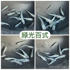 屋外育ちメダカ格安！選んで購入可能の画像