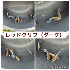 屋外育ちメダカ格安！選んで購入可能の画像