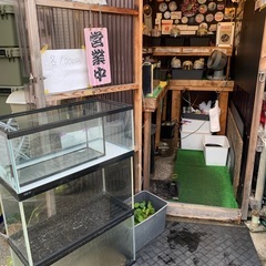 【五桜メダカ】 10月3日　横須賀めだか無人販売