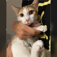 処分回避したく命救ってください！！劣悪環境から保護、初期対…