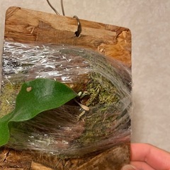 【特価】ビカクシダ　SS Foong エスエスフーン⭐︎ 観葉植物　板付の画像