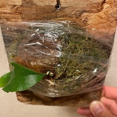 【特価】ビカクシダ　SS Foong エスエスフーン⭐︎ 観葉植物　板付の画像