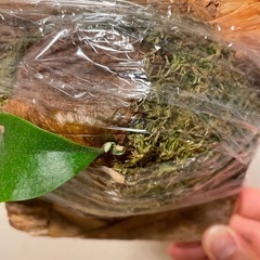 【特価】ビカクシダ　SS Foong エスエスフーン⭐︎ 観葉植物　板付の画像