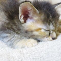キジ柄多めのメスのサビ猫