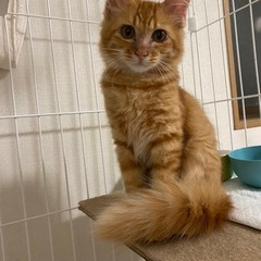 茶トラ長毛風🧡ふわふわしっぽが魅力的な甘えん坊な男の子です🧡