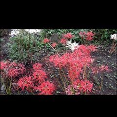 球根 彼岸花 リコリス リコリス ヒガンバナの画像
