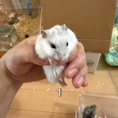 ハムスター　を　お譲りします。