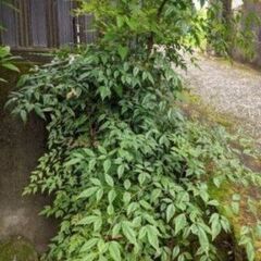もみじ、つつじ、南天、サルスベリ、あじさい、1本価格¥0〜の画像