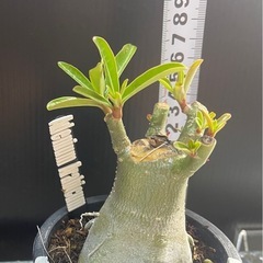 アデニウム　アラビカム　塊根植物　パキポディウムの画像