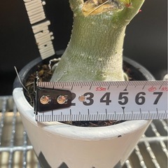 アデニウム　アラビカム　塊根植物　パキポディウムの画像