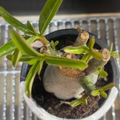 アデニウム　アラビカム　塊根植物　パキポディウムの画像