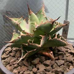 アガベチタノタいんふぇインフェルノの画像