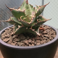 アガベチタノタいんふぇインフェルノの画像