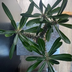 パキポデュウム　デンシフローラム　塊根植物の画像