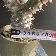 パキポデュウム　デンシフローラム　塊根植物の画像
