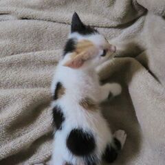 招き猫のモデルの「飛び三毛」メス