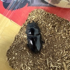 能勢産
オオクワガタの画像