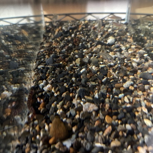水槽　その他周辺機器　お魚セット