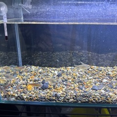 水槽　その他周辺機器　お魚セットの画像