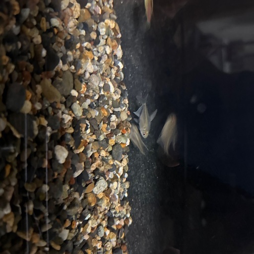 水槽　その他周辺機器　お魚セット