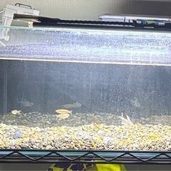 水槽　その他周辺機器　お魚セットの画像