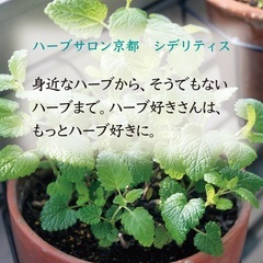【対面・オンライン可】2025年後期　メディカルハーブ講座のお知らせの画像