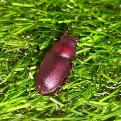 【大型RB系統】ノコギリクワガタ（幼虫）の画像