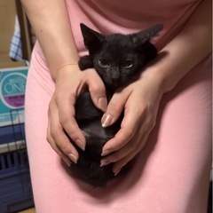 小さな2ヶ月の黒猫♡女の子♡男の子(最後の写真)♡