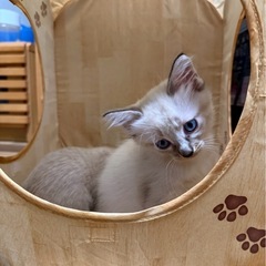 シャム系キジ♡♂♀3兄妹♡スーパーキュート
